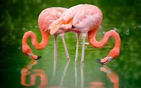 Download Wallpapers Pink Flamingos Lake Beautiful Birds Pair Of