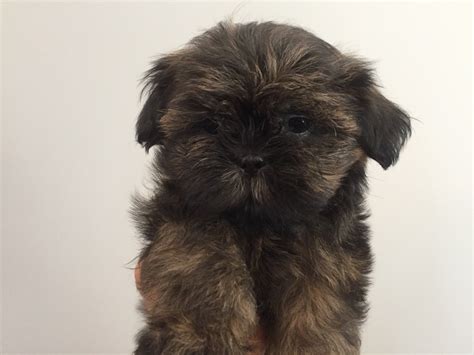 Search faster, better & smarter at zapmeta now! Shih Tzu Puppies For Sale | Myrtle Beach, SC #235348