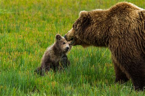 grizzly bear cub looking at mom alaska usa photos by jess lee