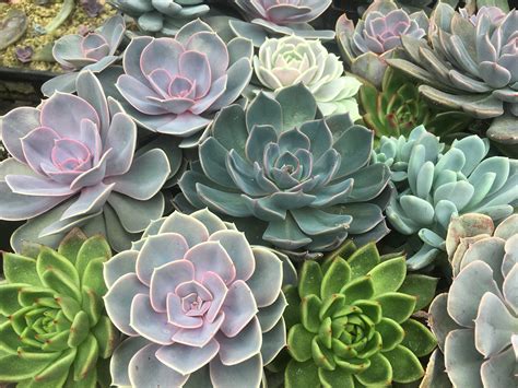 Growing And Propagating Succulents Farmette Flowers