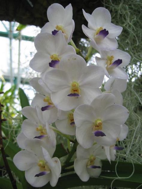 Learn their names, see pictures, and more. white orchid flowers with yellow and purple centers.jpg (1 ...