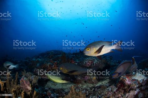 Underwater Sea Life Background Stock Photo Download Image Now