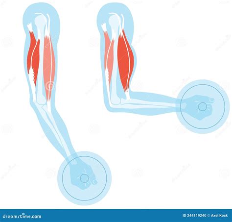 Biceps And Triceps Extension And Flexion Illustration Stock