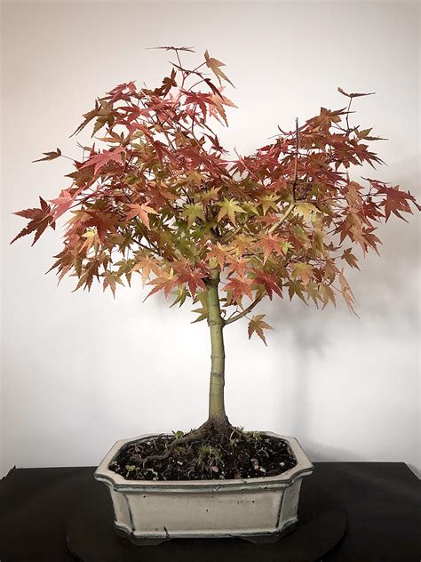 Acer Palmatum In Full Color Rbonsai