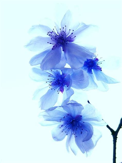 Cherry Blossoms In Blue Xray Flower Cherry Blossom Tattoo Cherry