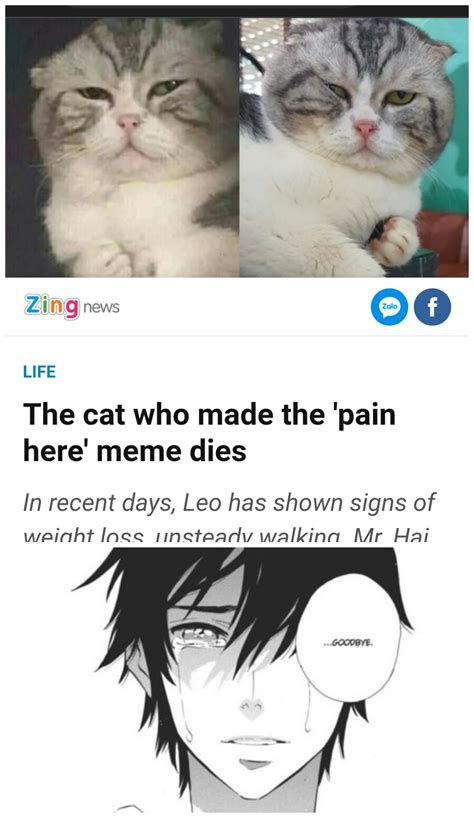 Damn It Hurts Right Here In My Meow Meow Ranimememes