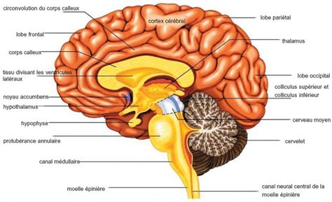 Encéphale Schéma du cerveau Cerveau Anatomie du cerveau