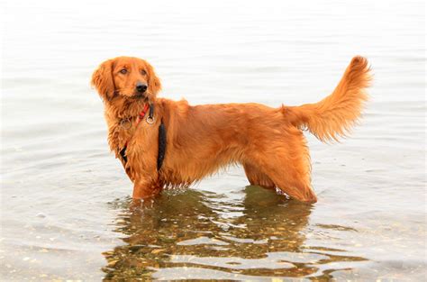 Father is a ckc registered golden retriever and the mother. Golden Irish Dog Breed Health, Temperament, Training ...
