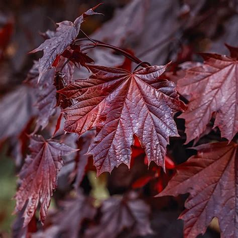 Crimson King Maple Trees For Sale