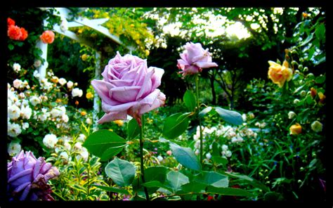 Hortensia House Garden Purple Flower Roses By Desktop