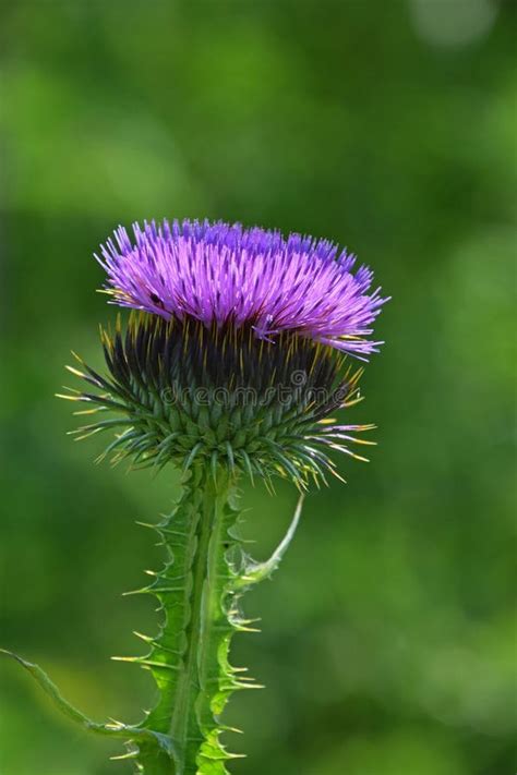 One Purple Thistle Flower Head Over Green Stock Image Image Of Thorny