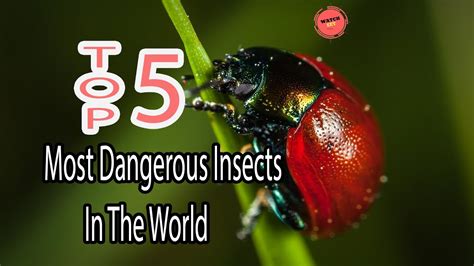 Top 5 Most Deadly Dangerous Insects In The World Youtube