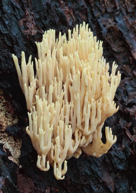 Rechte Koraalzwamupright Coral Fungusramaria Stricta Flickr