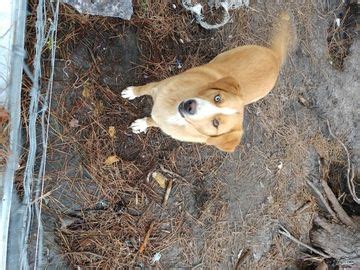 We did not find results for: Goberian dog for Adoption in FARMVILLE, NC. ADN-68423 on PuppyFinder.com Gender: Female. Age ...