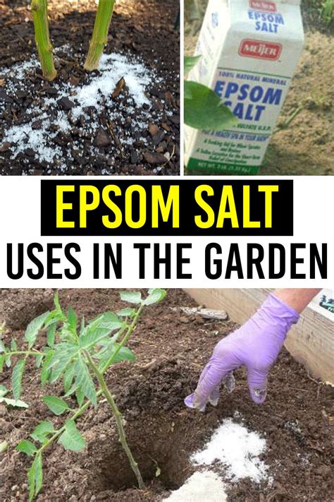 Epsom Salt Uses In The Garden In 2021 Epsom Salt Uses Epsom Salt