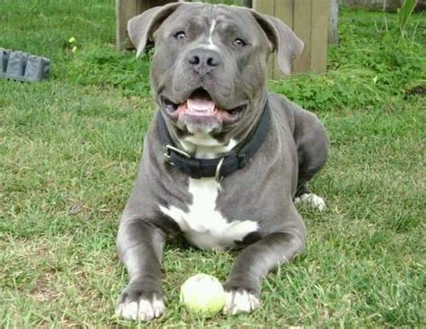 Blue Nose Pitbull Dog Breed Information Pictures