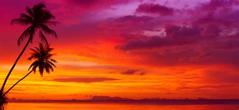 Sunset Over The Ocean With Tropical Palm Trees Stock Photo Image Of