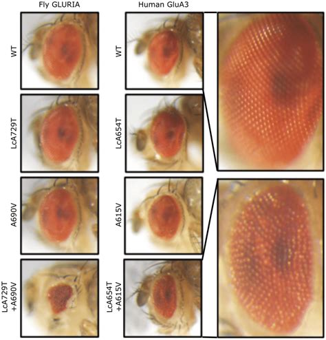 eye morphological abnormalities in transgenic drosophila melanogaster download scientific