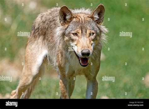 Eastern Timber Wolf Canis Lupus Lycaon Stand On A Meadow Captive