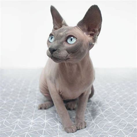 Pin By Shelbs🦄💗 On Hairless Cat Aesthetic With Images Sphynx Cat