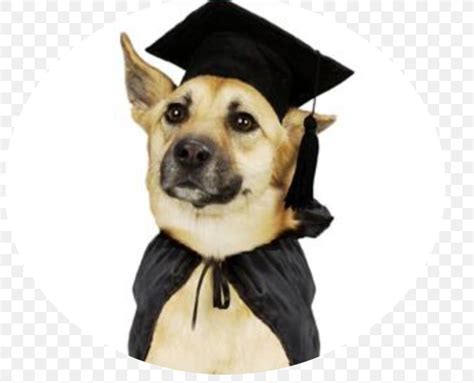 Puppy Labrador Retriever Kerry Blue Terrier Dog Training Graduation