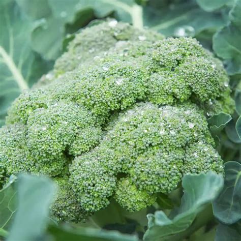 How Many Heads Of Broccoli Per Plant Maximizing Broccoli Harvest