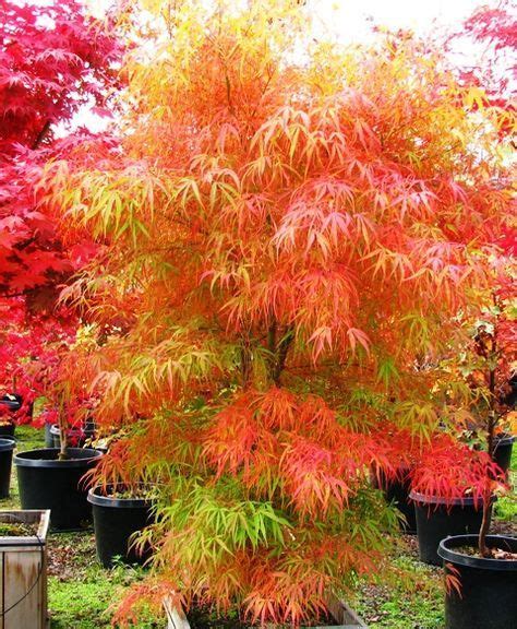 Acer Palmatum Koto No Ito 6′ Tall And 4′ Wide In 10 Years Zone 5 Min