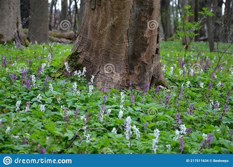 Spring Floodplain Forest With Rich Undergrowth Of Flowers And Old Oaks