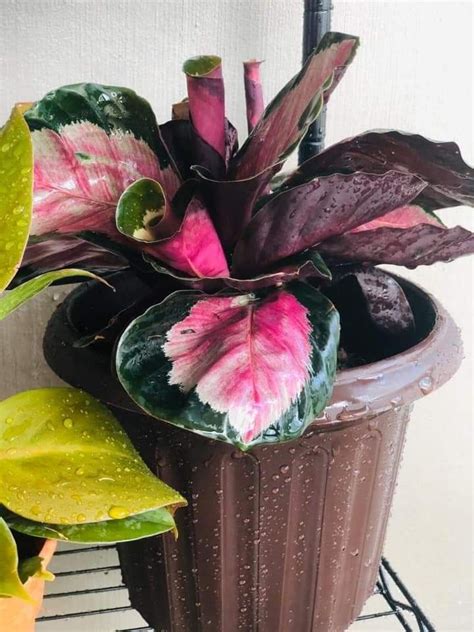 Calathea roseopicta rosy | Plants, House plants, Indoor plants