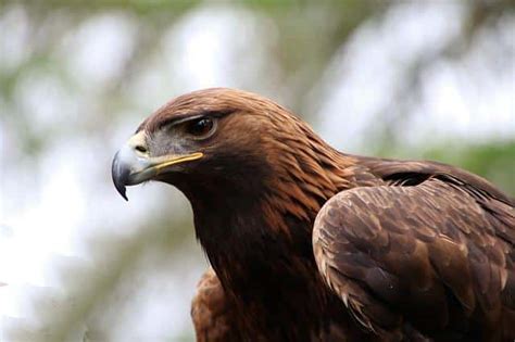 The National Animal Of Egypt Steppe Eagle