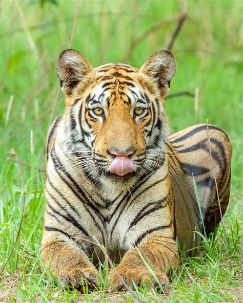 Wild Royal Bengal Tiger In Tadoba National Park Maharashtra India