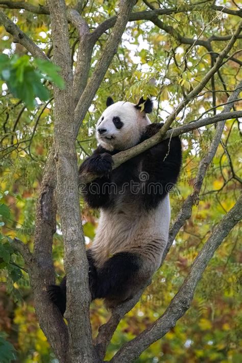 A Giant Panda Climbing In A Tree Stock Image Image Of Climbing China