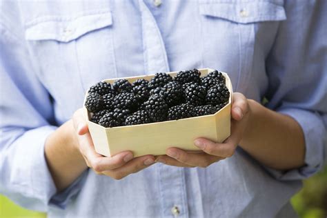 8 Health Benefits Of Eating Blackberries My Weekly