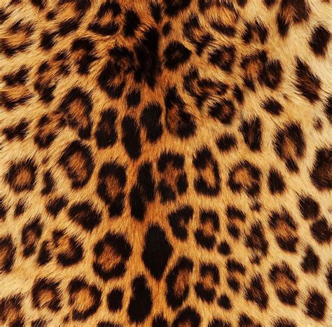 Piel De Leopardo Textura Leopardo Pelaje Fondo De Pantalla Hd Wallpaperbetter
