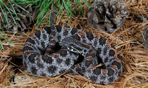 Discover The Largest Pygmy Rattlesnake Ever Found Az Animals