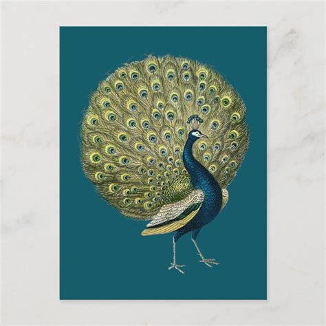 Vintage Peacock Postcard Zazzle