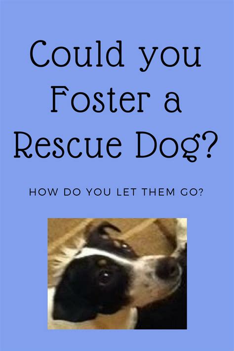 Dog Fostering “how Do You Let Them Go” Waggy Tales
