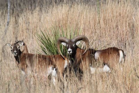 Mouflon Hunting Cf Ranch