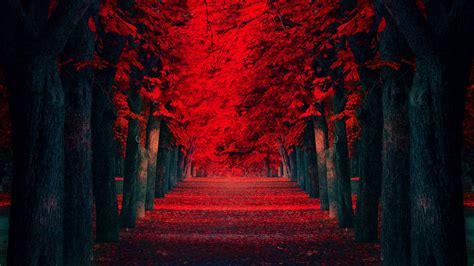 Hd Wallpaper Red Leaves Covered Road 2021 Live Wallpaper Hd