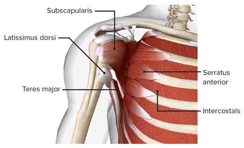 Axilla And Brachial Plexus Concise Medical Knowledge