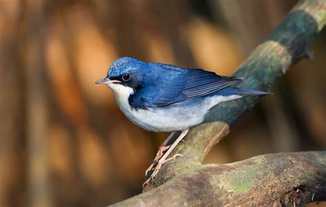 Wallpaper Bird Branch Blue Nightingale Images For Desktop Section