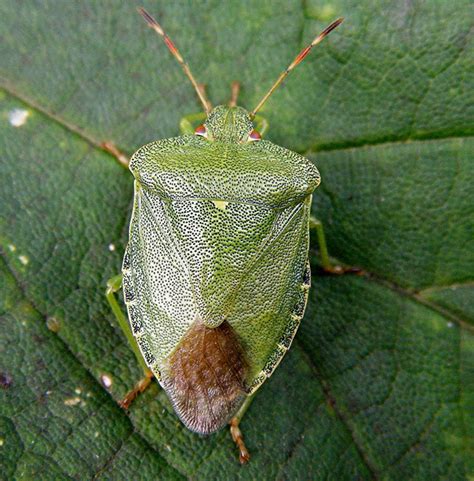 Common Green Shieldbug | NatureSpot