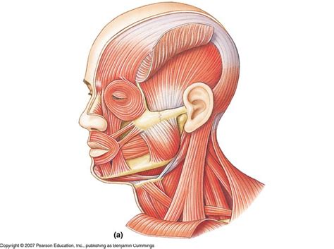 This thin muscle tenses the skin of the neck. unlabeled muscles of the head and neck | Pics Photos - Muscles Of The Head And Neck Unlabeled ...
