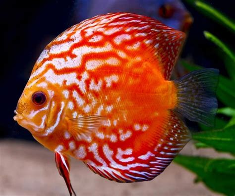 Peixe Para Aquario Como Fazer Um Aquario Peixe Acará Disco Peixes