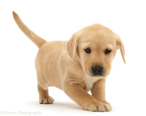 Dog Cute Playful Yellow Labrador Puppy Standing Photo Wp41568