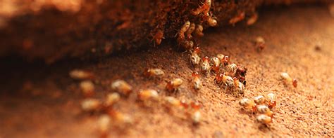 Termite Control In Oregon Kanga Pest Control Inc