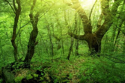 Green Forest Stock Photo Image Of Background Photo 20617042