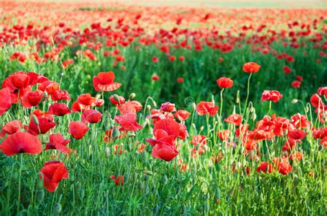 Meadow With Beautiful Red Poppy Flowers Stock Image Image Of Cloud