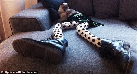 Nice Meowt Fit Disturbing New Craze For Dressing Cats In Tights Sweeps