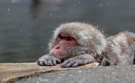 galería macacos disfrutan libremente en parque de japón la prensa gráfica